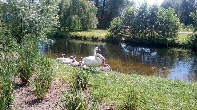 Park Kopernika